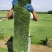 广东台湾草，马尼拉草供应台湾草价格，马尼拉草价格