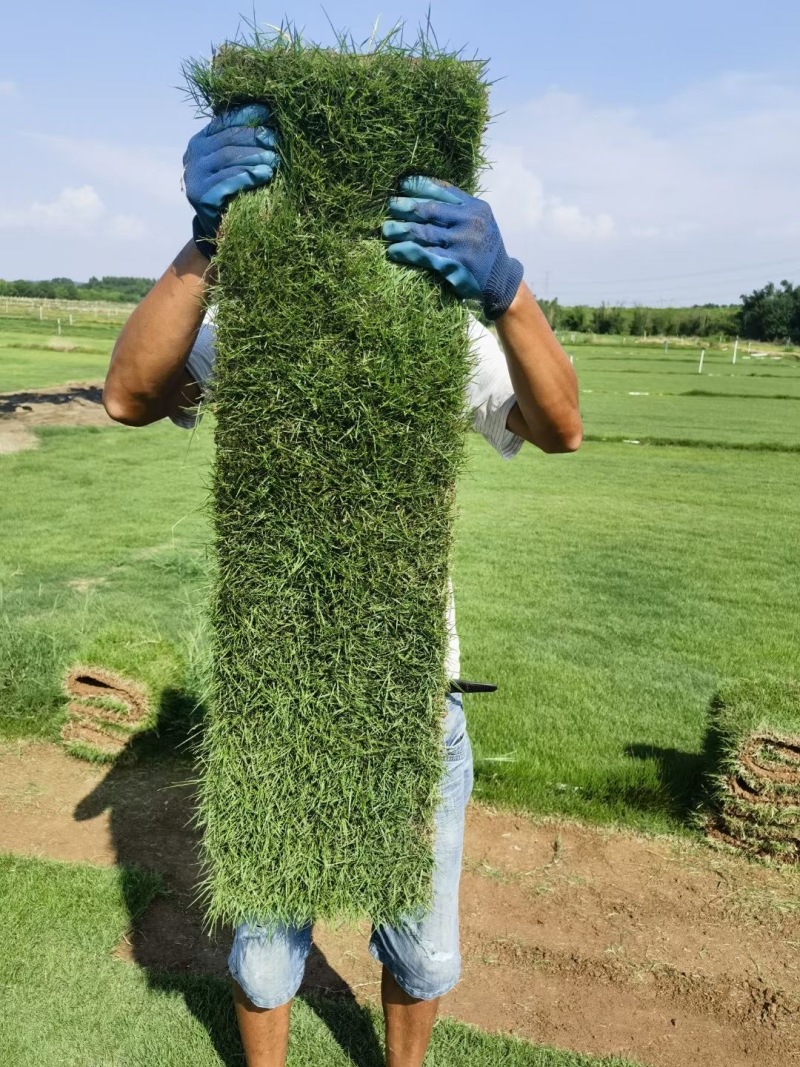 广东台湾草，马尼拉草供应台湾草价格，马尼拉草价格
