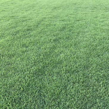 大叶油草广东大叶油草大叶油草价格