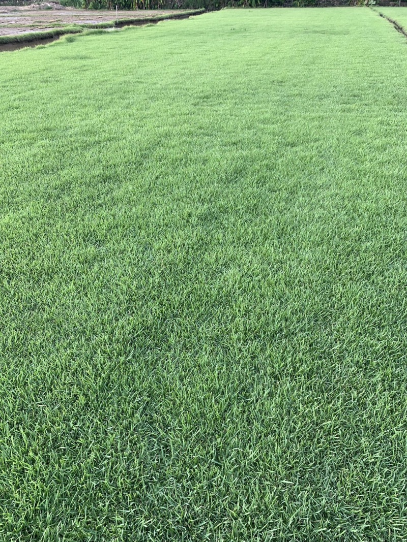 大叶油草广东大叶油草大叶油草价格