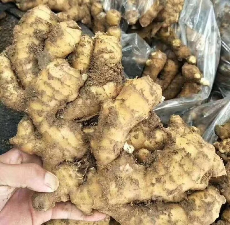 精品大黄姜，产地直发品质保障可视频看货代发全国