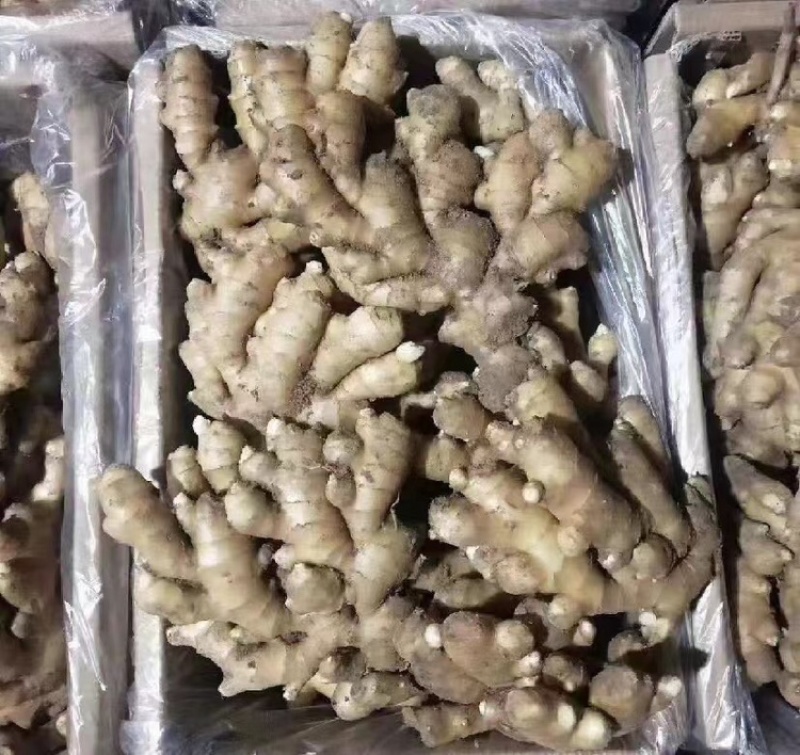 精品大黄姜，产地直发品质保障可视频看货代发全国