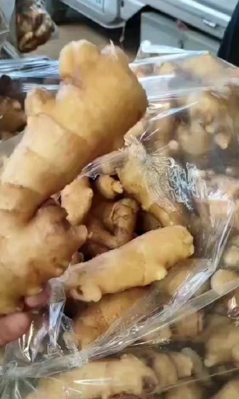精品大黄姜，产地直发品质保障可视频看货代发全国