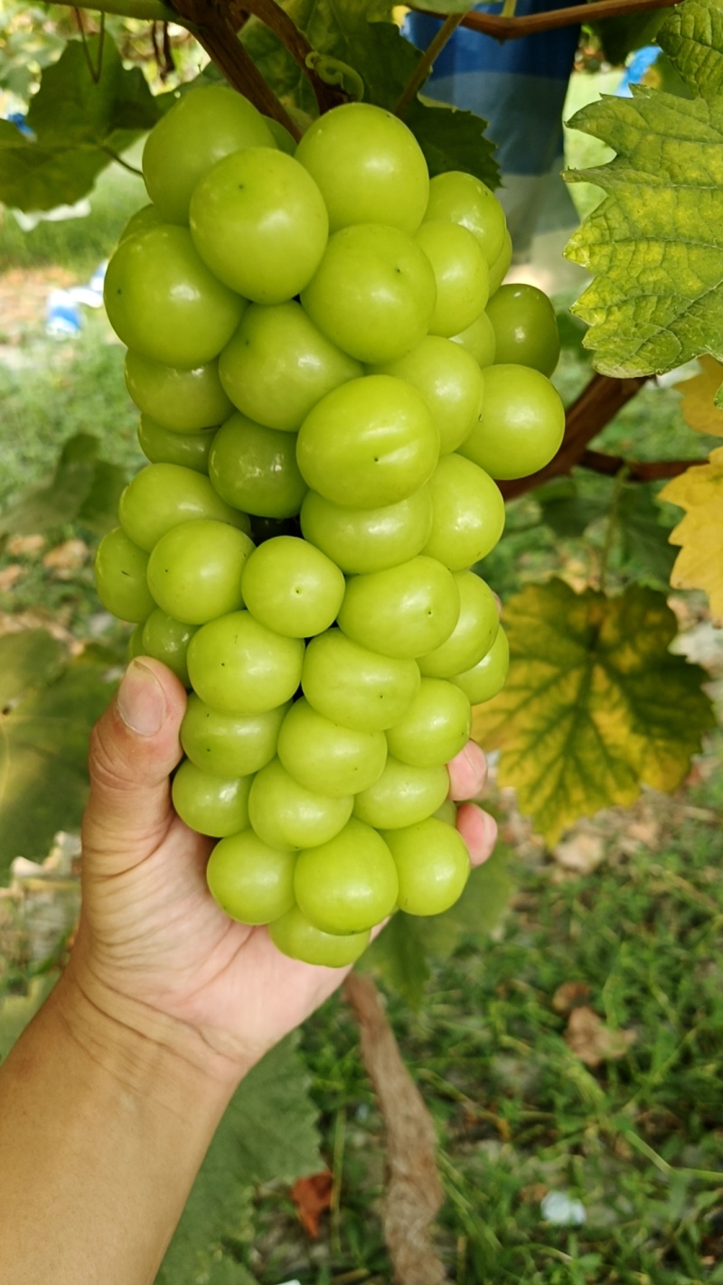 阳光玫瑰葡萄