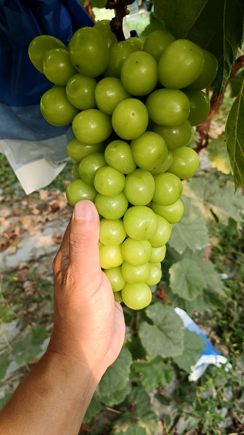 阳光玫瑰葡萄