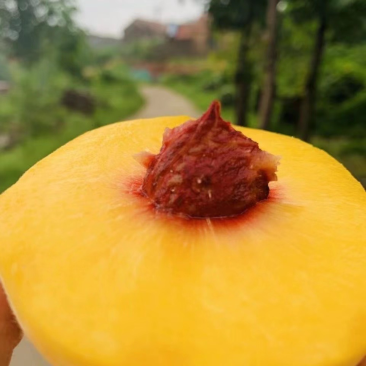 黄金蜜4号大量上市