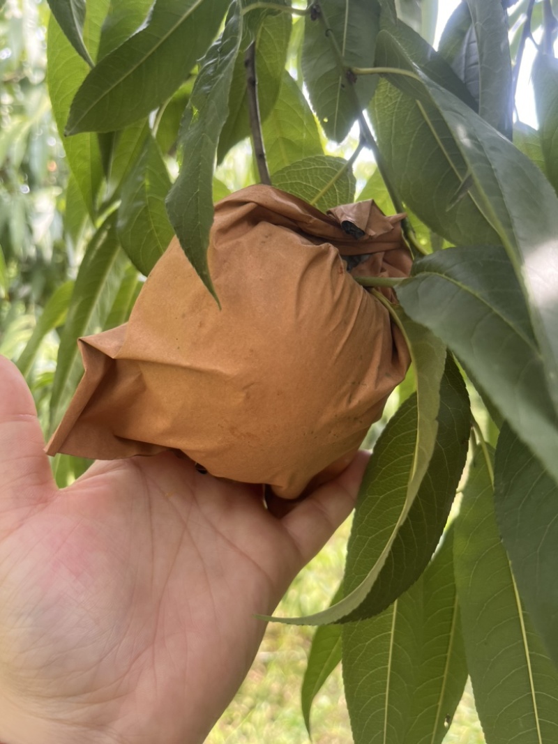 黄金蜜4号大量上市