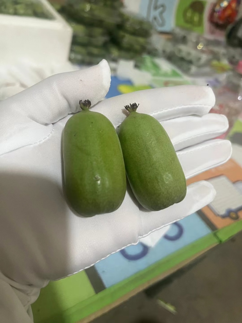 软枣猕猴桃