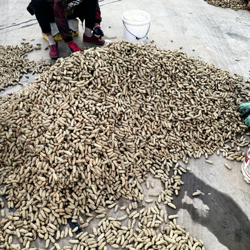 建水七彩花生，精品，土货。欢迎对接。资源共享。互利共赢