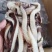 鱿鱼全系列产品