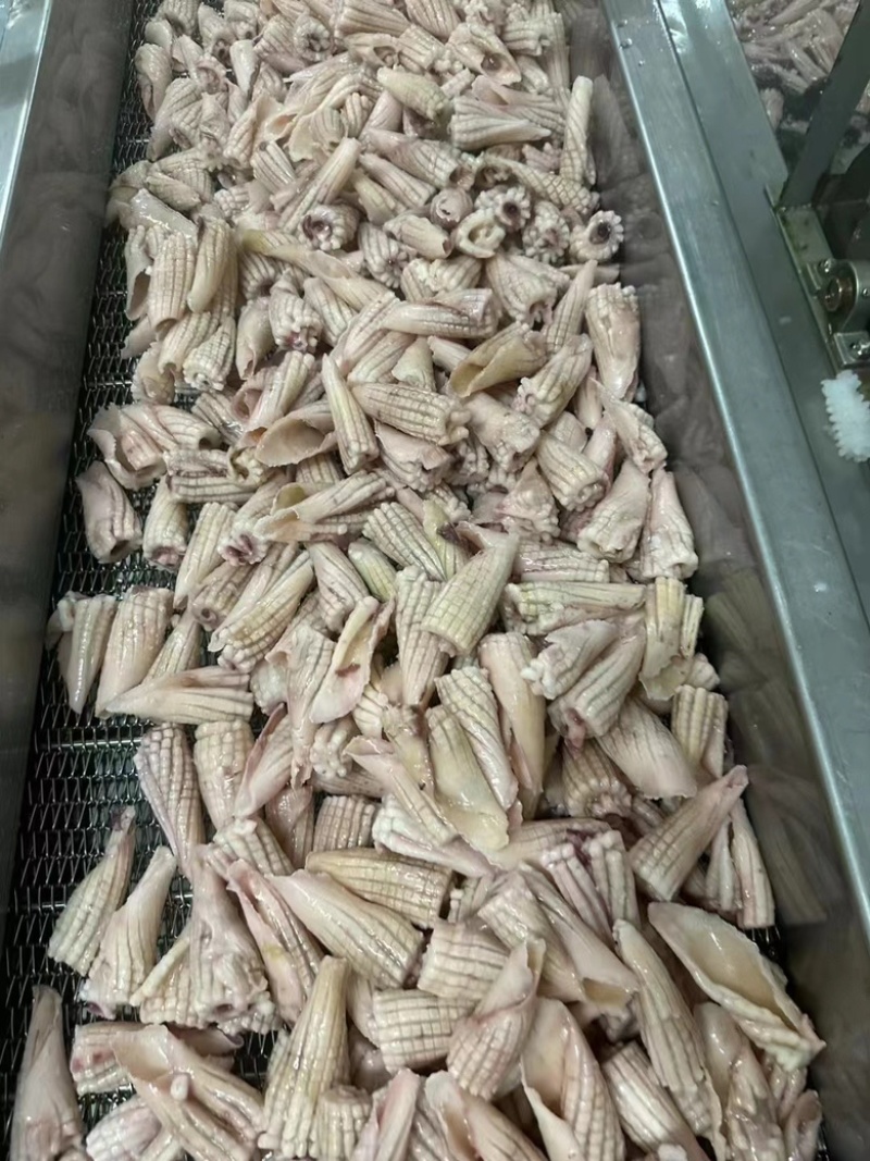 鱿鱼全系列产品