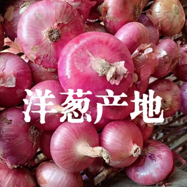 红皮洋葱山东二红洋葱【一手货源产地直供】可全国代发