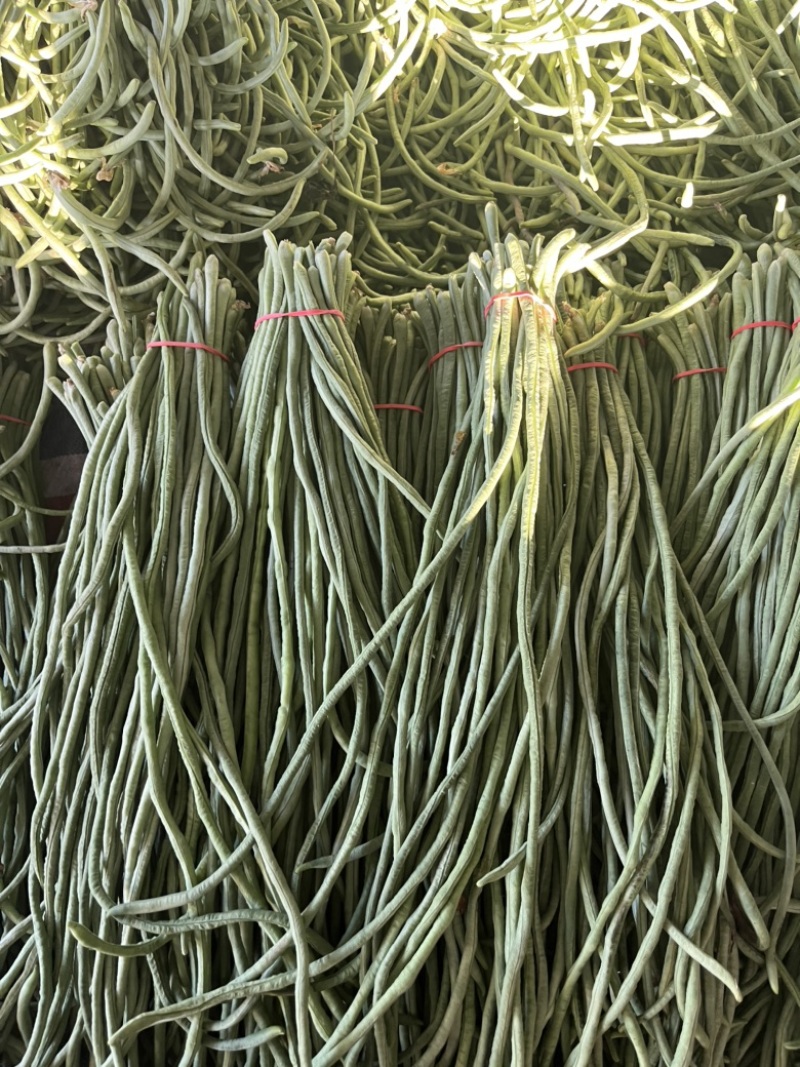 绿长条豆角新鲜采摘对接商超电商产地直发