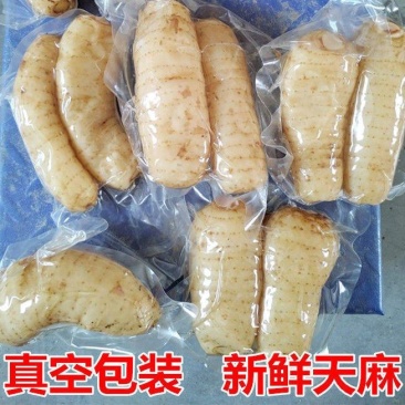 新鲜天麻真空包装大个湿天麻中药材煲汤凉拌红天麻