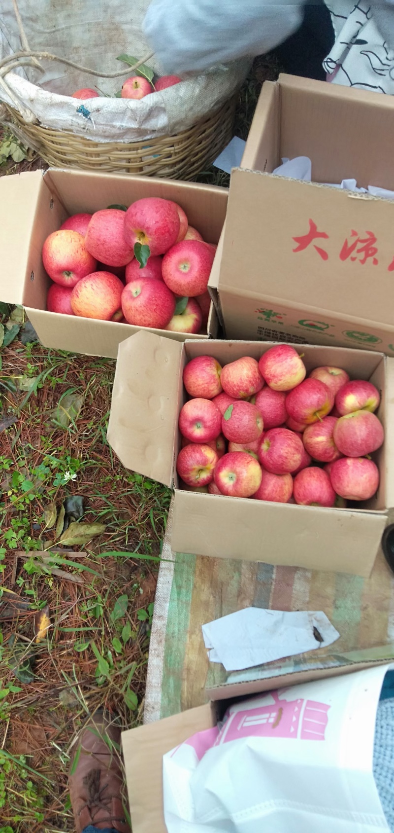 苹果四川盐源糖心丑苹果工厂果商品果高次果