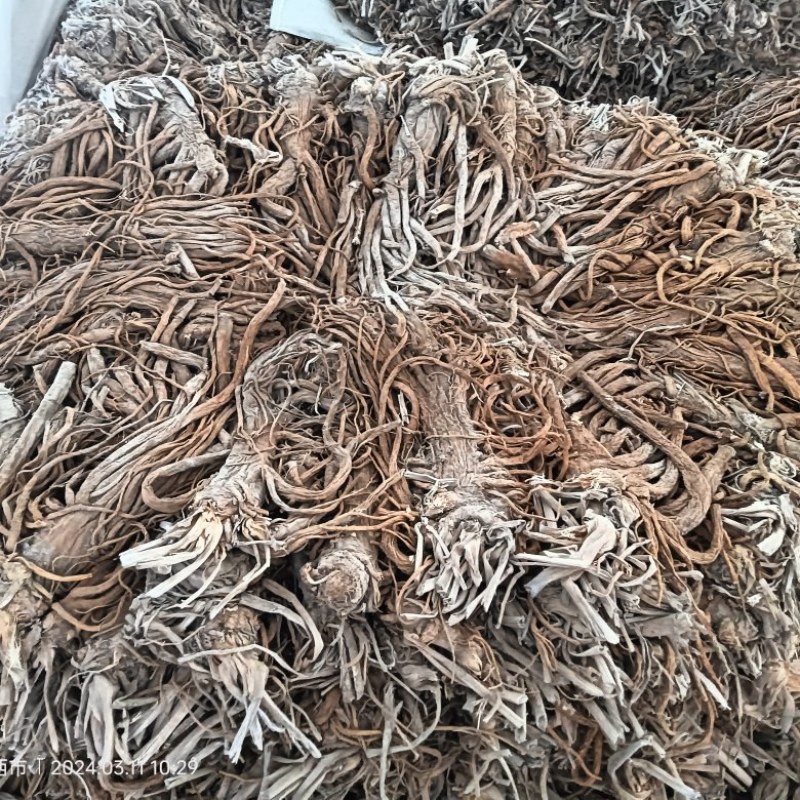 独活大量上市