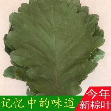 槲叶晾干大号精选河南粽叶端午节包粽子叶子菠萝叶
