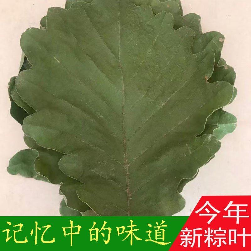 槲叶晾干大号精选河南粽叶端午节包粽子叶子菠萝叶