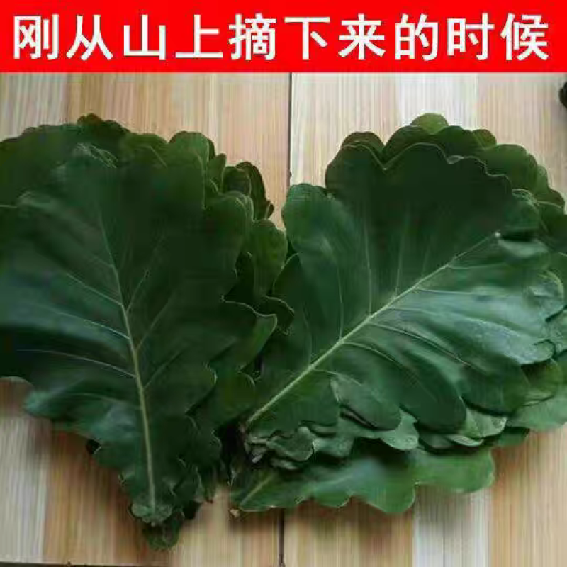 槲叶晾干大号精选河南粽叶端午节包粽子叶子菠萝叶