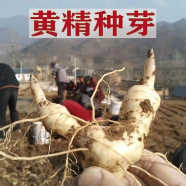 野生新鲜鸡头黄精种苗2-3年种植苗种芽种子成活率高