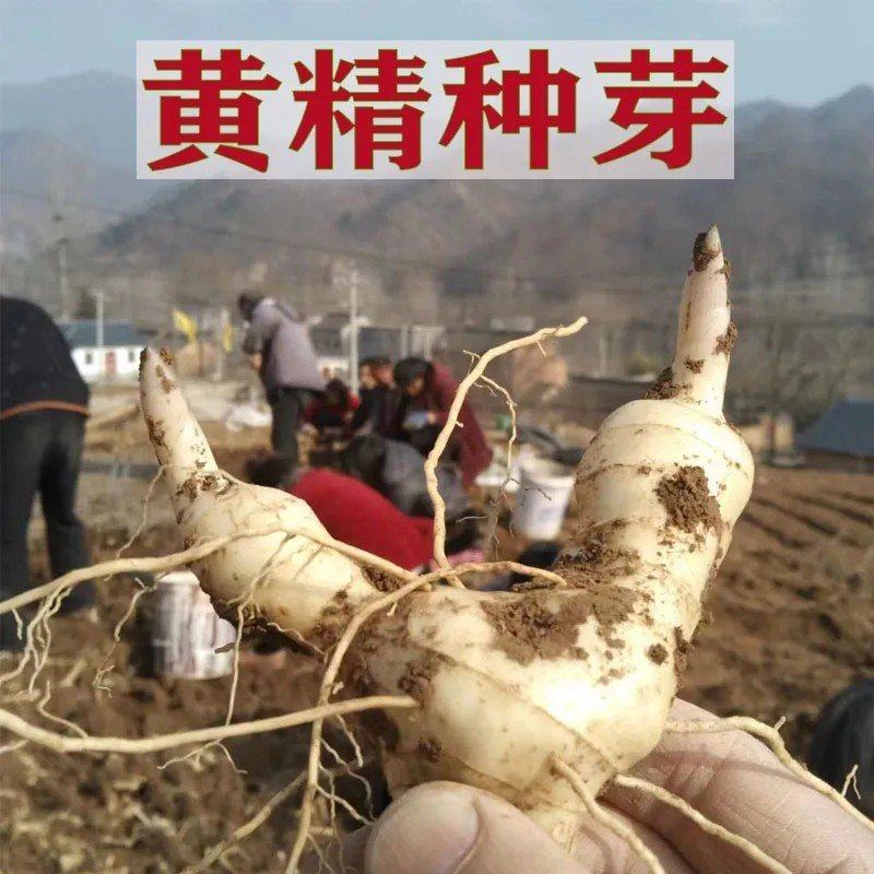 野生新鲜鸡头黄精种苗2-3年种植苗种芽种子成活率高
