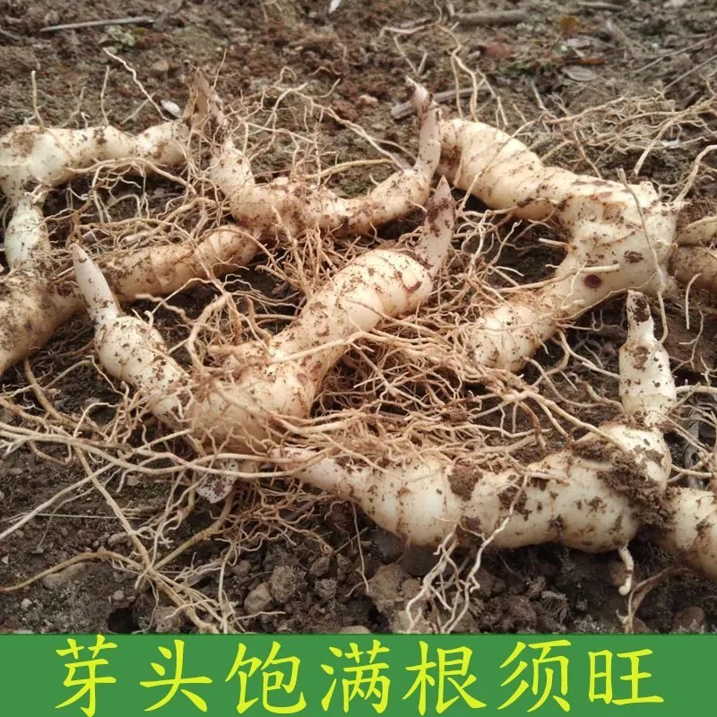 野生新鲜鸡头黄精种苗2-3年种植苗种芽种子成活率高