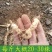 野生新鲜鸡头黄精种苗2-3年种植苗种芽种子成活率高
