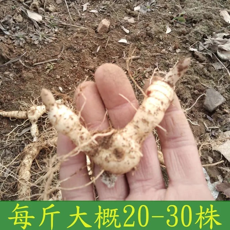 野生新鲜鸡头黄精种苗2-3年种植苗种芽种子成活率高