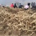 野生新鲜鸡头黄精种苗2-3年种植苗种芽种子成活率高