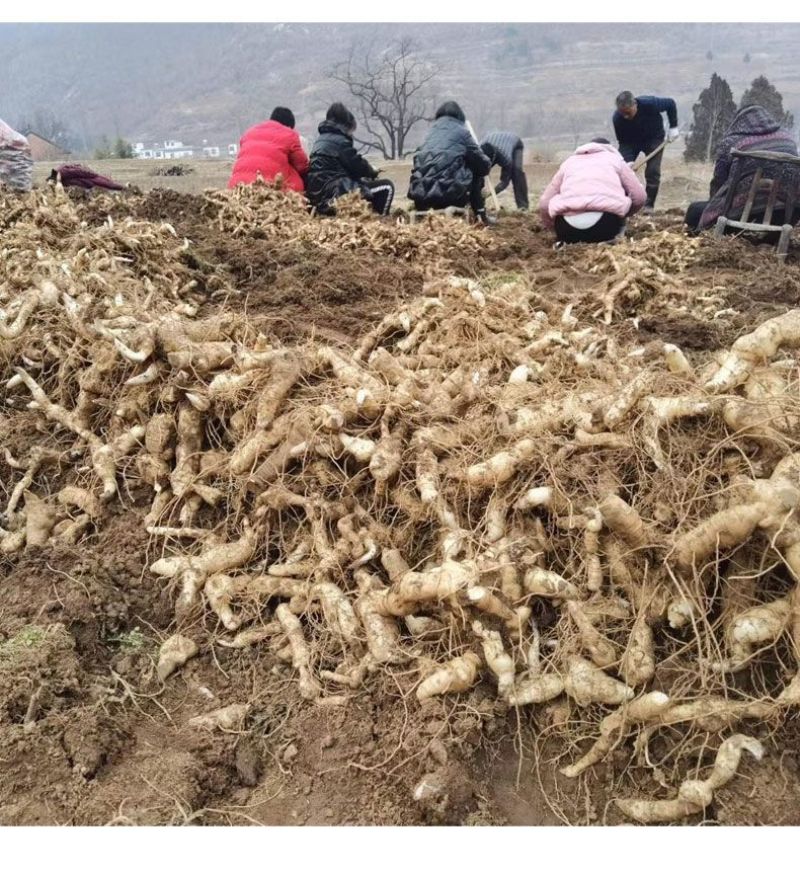 野生新鲜鸡头黄精种苗2-3年种植苗种芽种子成活率高