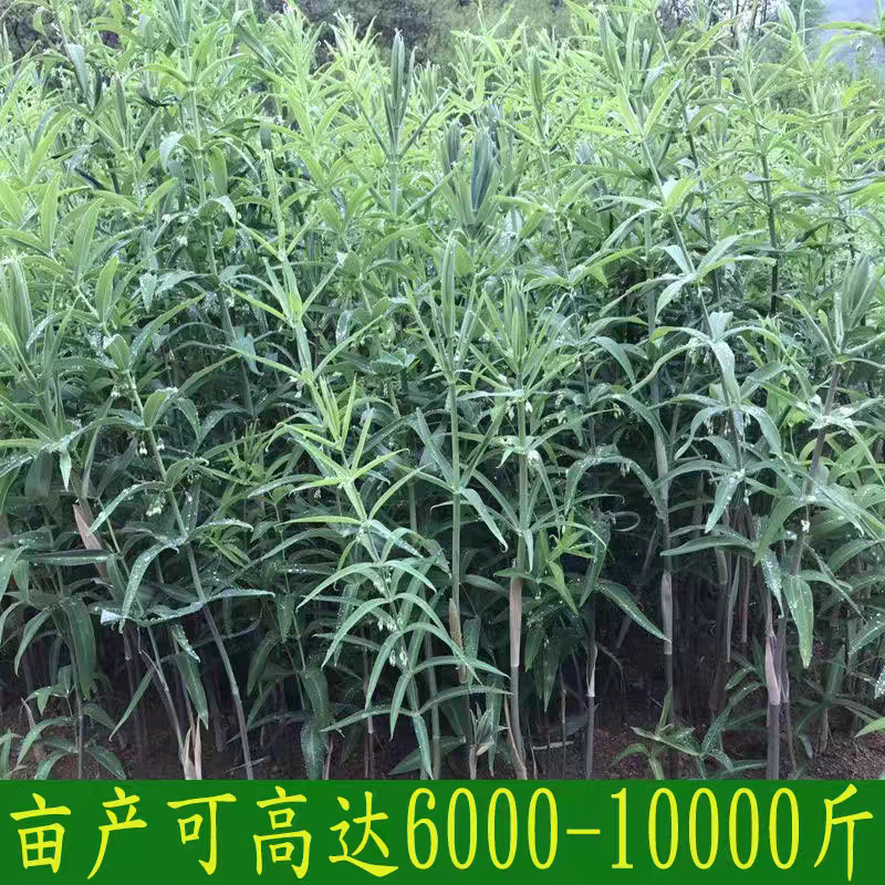 野生新鲜鸡头黄精种苗2-3年种植苗种芽种子成活率高