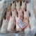 调理品猪手规格齐全