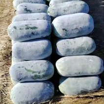【推荐】河南漯河水果冬瓜冬瓜供应市场商超电商量大价优