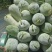 【推荐】河南漯河水果冬瓜冬瓜供应市场商超电商量大价优