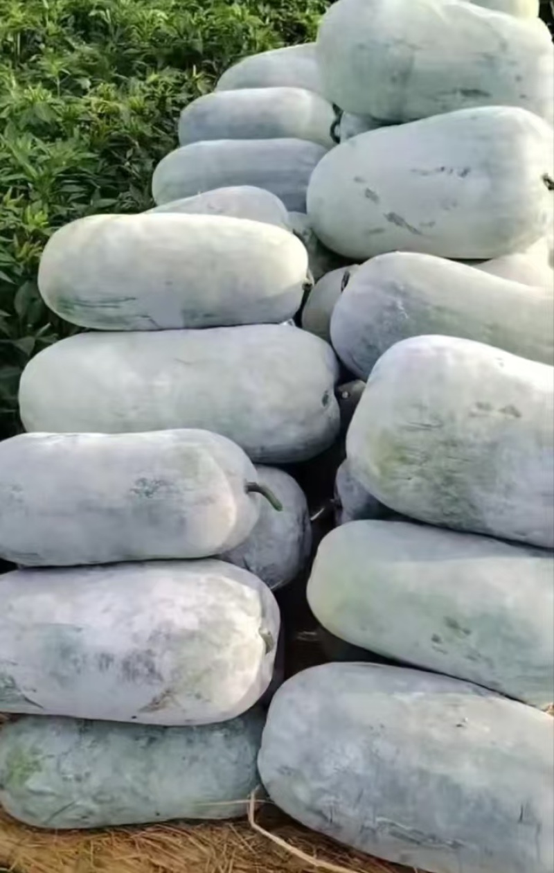 【推荐】河南漯河水果冬瓜冬瓜供应市场商超电商量大价优