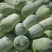 【推荐】河南漯河水果冬瓜冬瓜供应市场商超电商量大价优