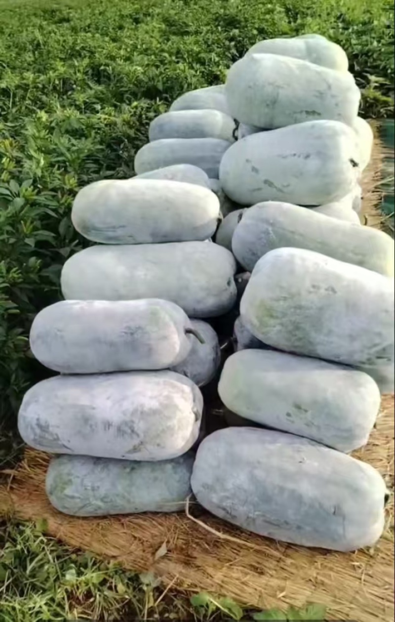 【推荐】河南漯河水果冬瓜冬瓜供应市场商超电商量大价优