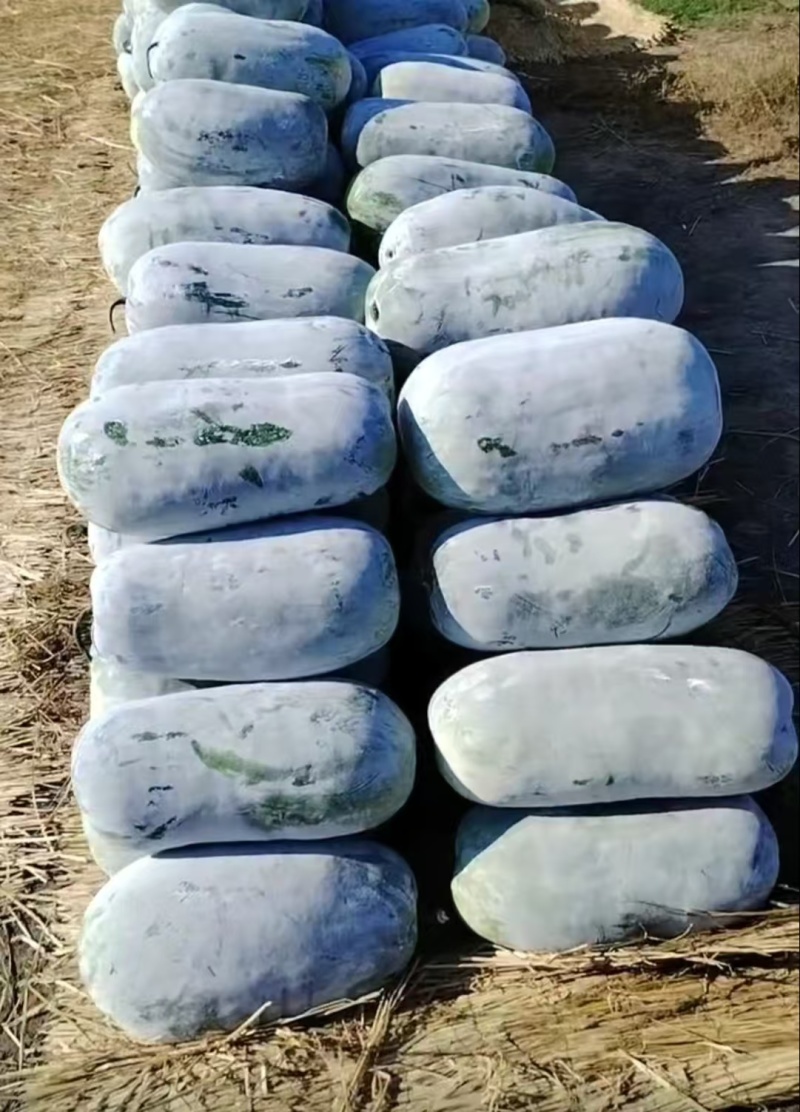 【推荐】河南漯河水果冬瓜冬瓜供应市场商超电商量大价优
