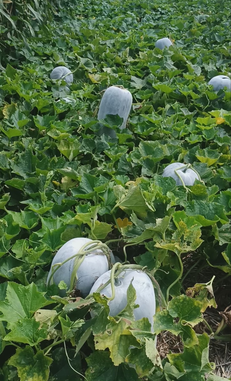 【推荐】河南漯河水果冬瓜冬瓜供应市场商超电商量大价优