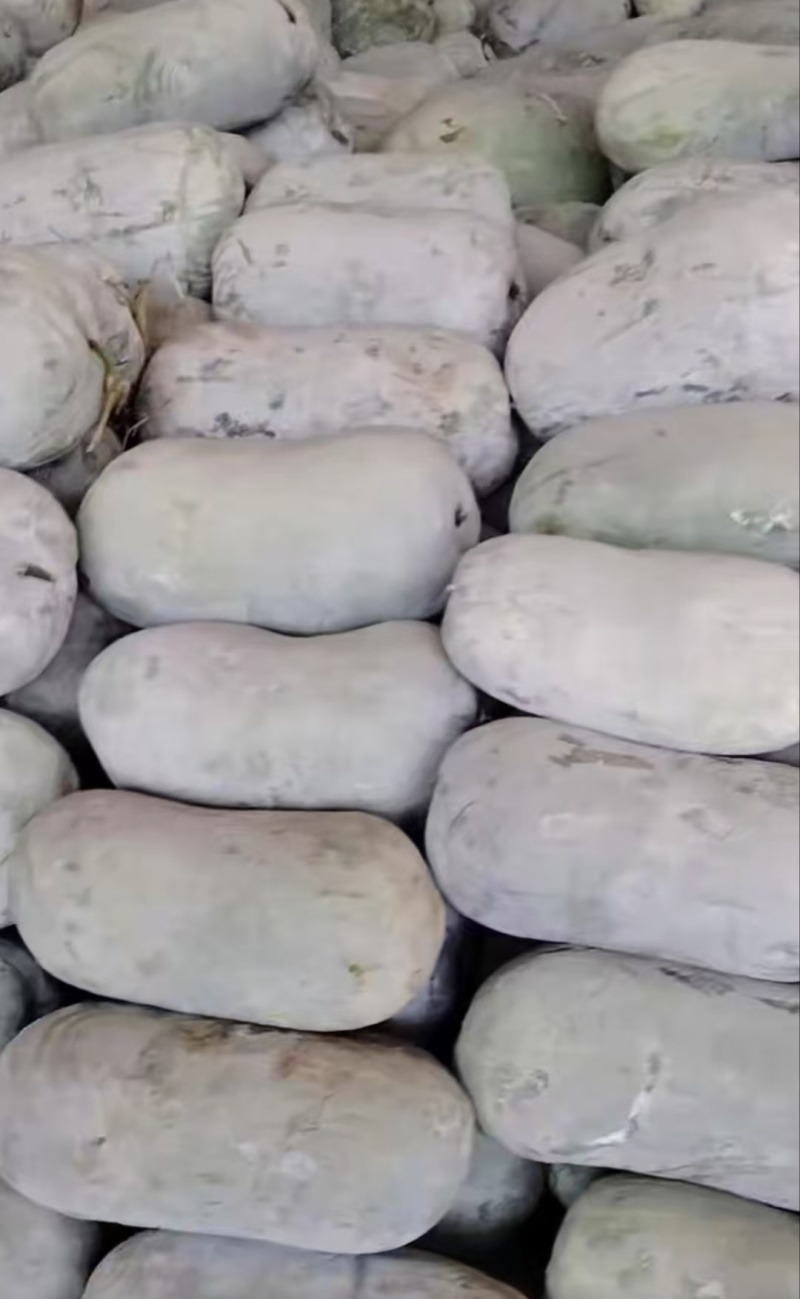 【推荐】河南漯河水果冬瓜冬瓜供应市场商超电商量大价优