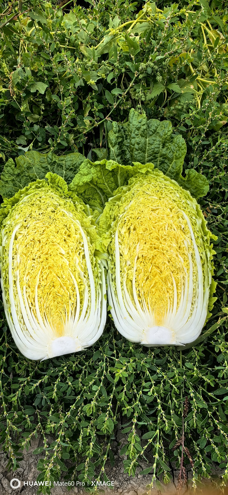 山东省大棚黄心白菜大量上市单棵4-6斤货源充足质量保证