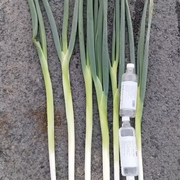 长白葱需要的联系