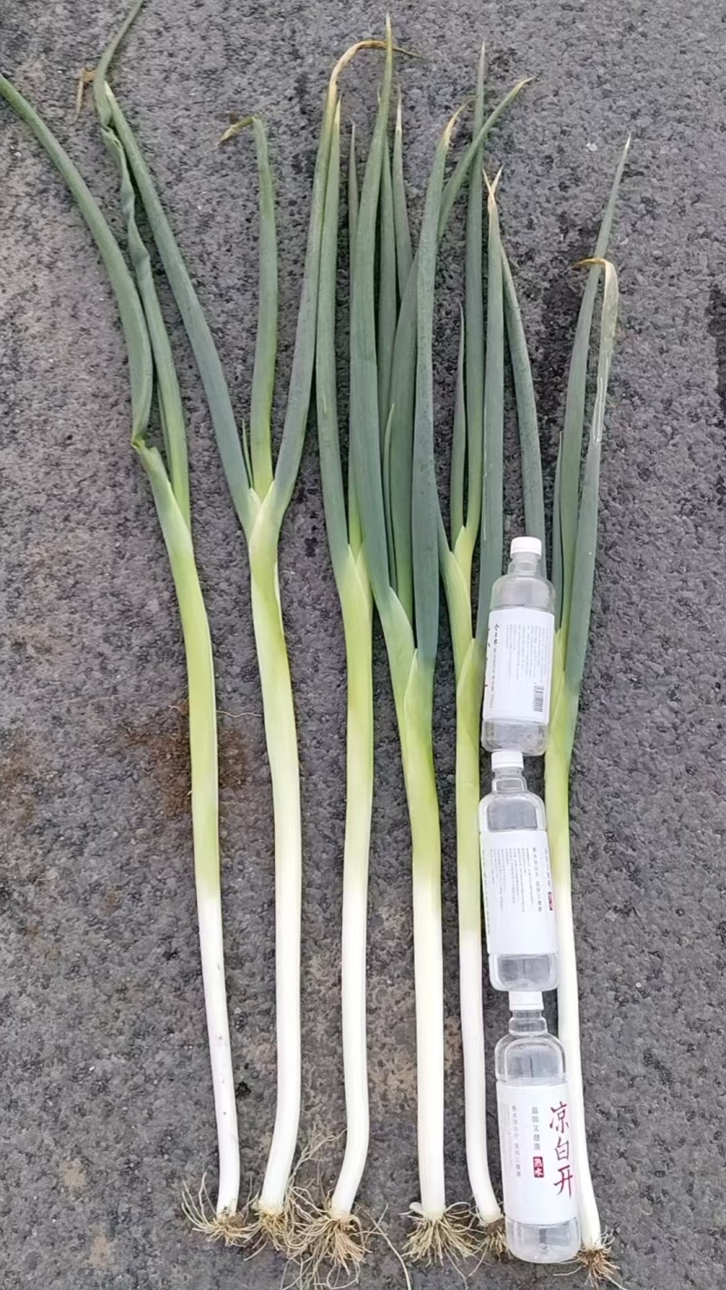 长白葱需要的联系