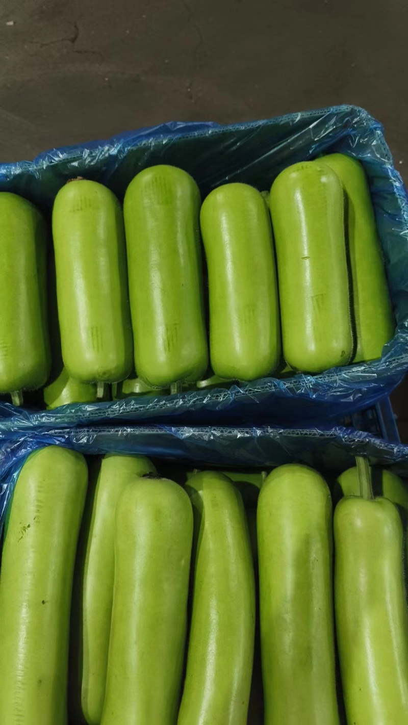 推荐瓠子瓠瓜精品，一手货源现货量大可供海底捞大型餐饮商超