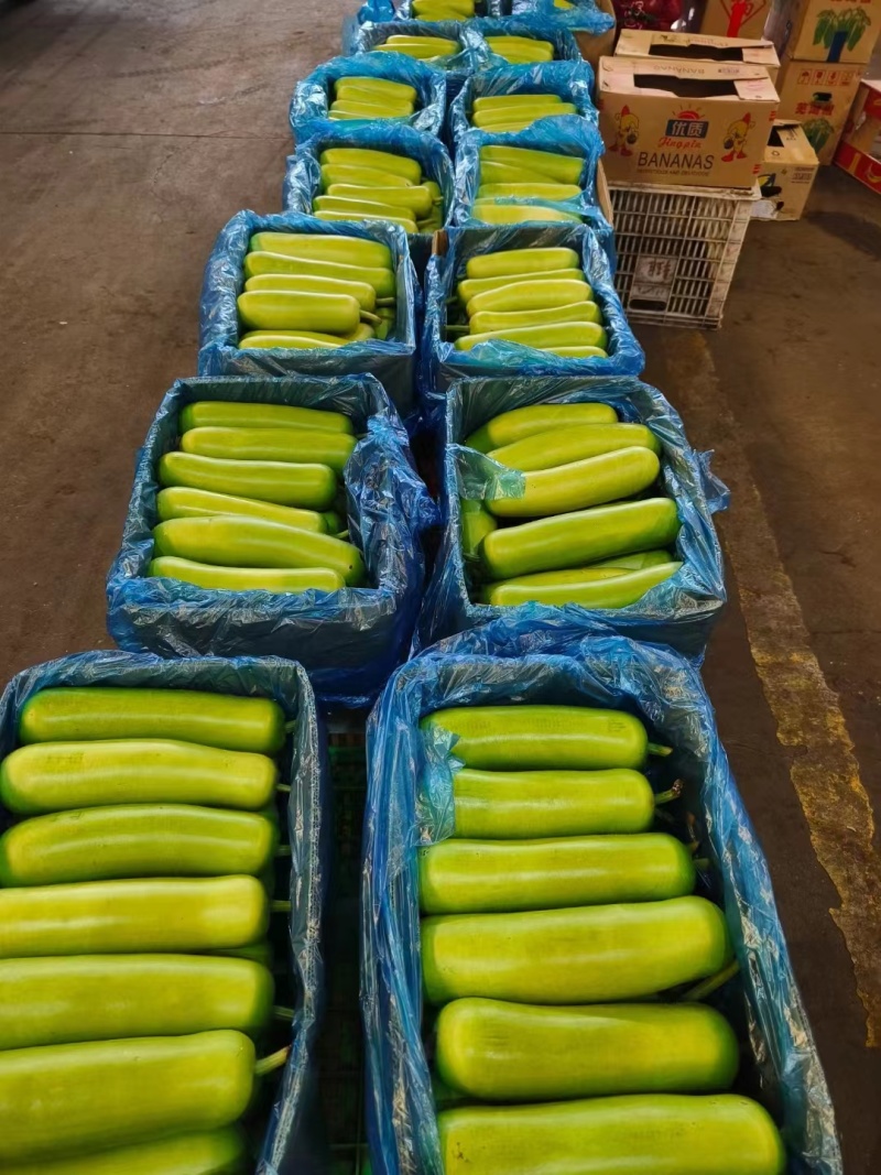 推荐瓠子瓠瓜精品，一手货源现货量大可供海底捞大型餐饮商超