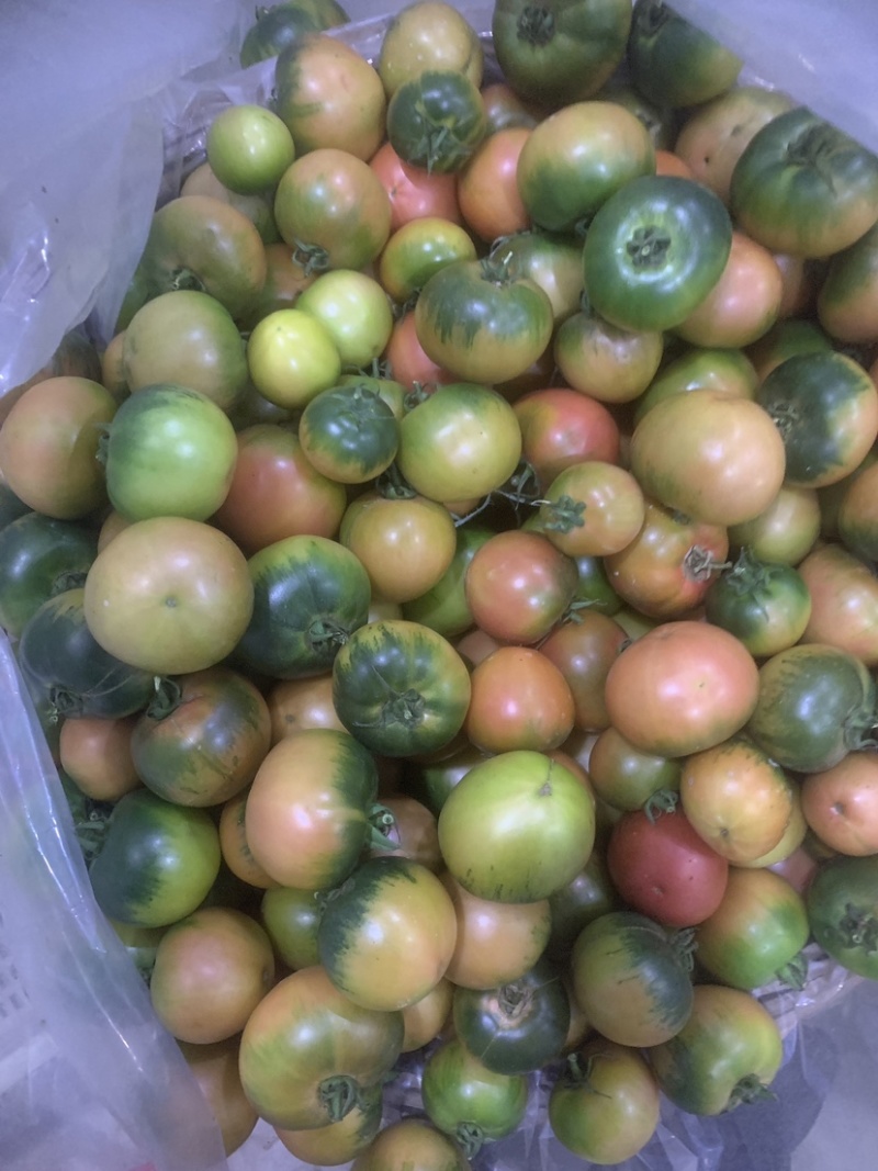 草莓柿子番茄基地直发大量上市欢迎对接