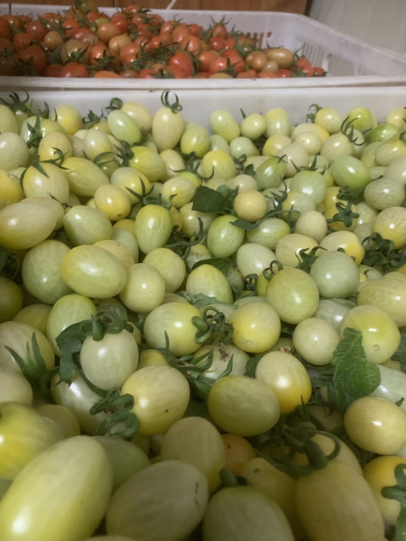 白千禧水果小番茄基地直发大量上市