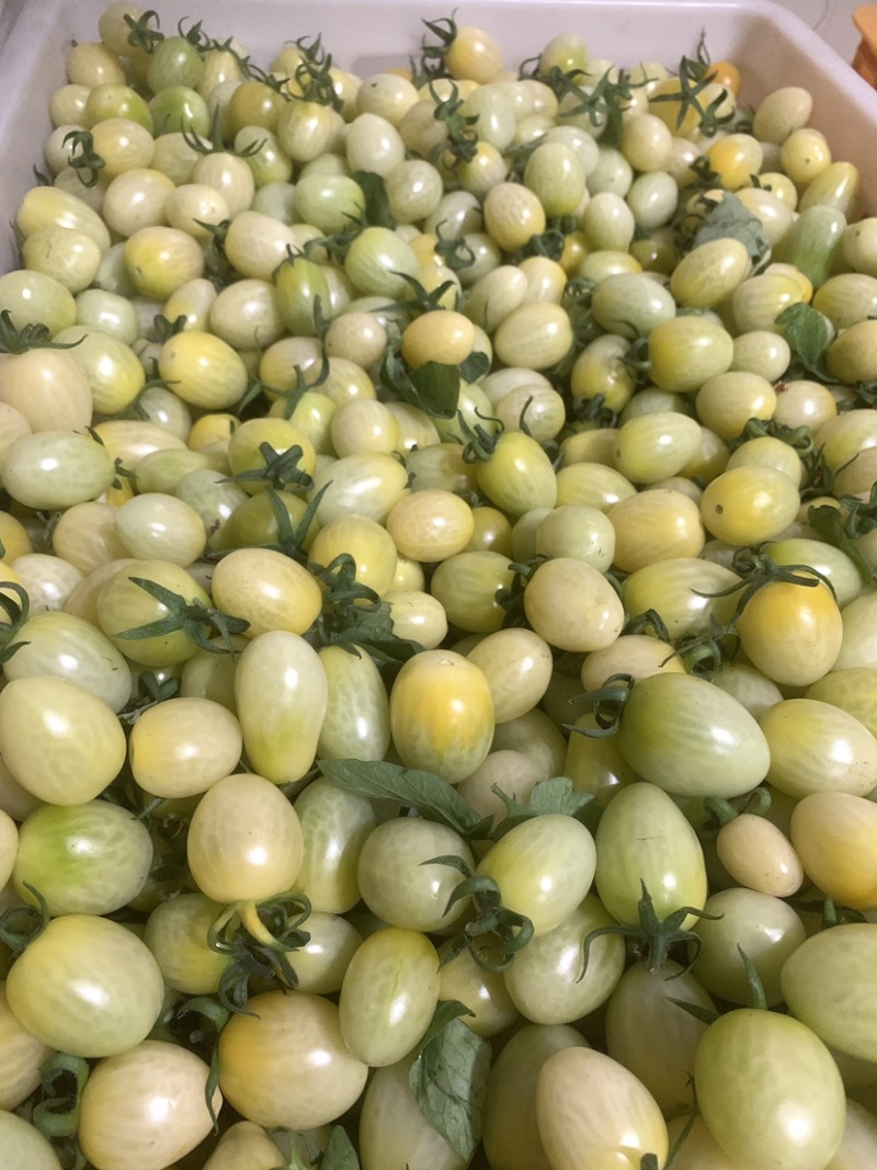 白千禧水果小番茄基地直发大量上市