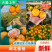 蜜桔湖北蜜桔个大皮薄无核无渣汁水多口感好规格齐全