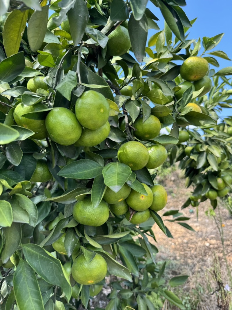 蜜桔湖北蜜桔个大皮薄无核无渣汁水多口感好规格齐全